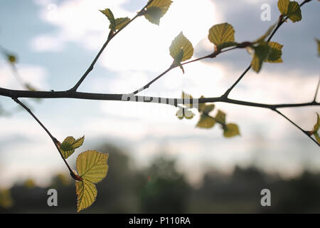 various objects of the summer season in the best of this wonderful period Stock Photo