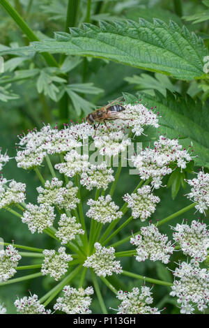 Flowering head Hemlock Water-Dropwort / Oenanthe crocata with insects. One of UK's deadliest plants with leaves like parsley & favouring wet habitats Stock Photo
