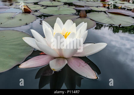 White water lily on pond. Nymphaeaceae Stock Photo