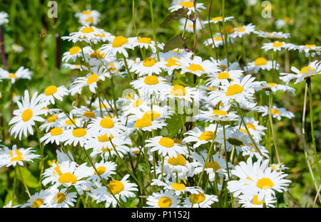 Oxeye daisies (Leucanthemum vulgare) growing in a park in Summer (June) in the UK. Stock Photo