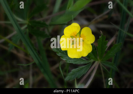 A single buttercup flowers in a shady woodland area Stock Photo