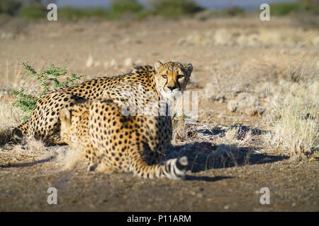 Cheetah in Namibia Stock Photo