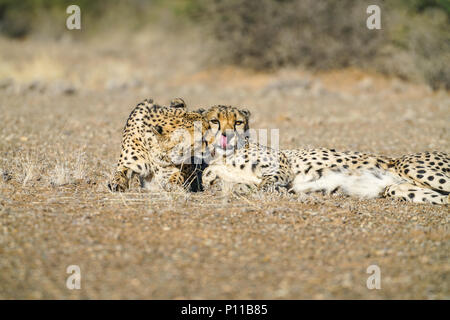 Cheetah in Namibia Stock Photo