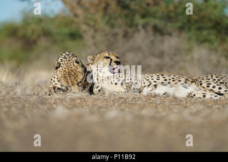 Cheetah in Namibia Stock Photo