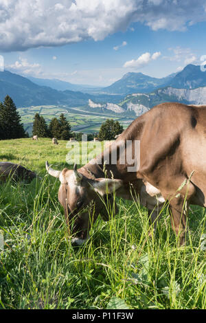 idyllic mountain landscape in Switzerland with grazing cow in the foreground Stock Photo