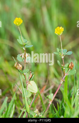 Yellow flowers of Lesser trefoil, also known as Suckling clover or Little hop clover Stock Photo