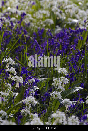 Wild garlic and bluebells close-up ground cover Stock Photo