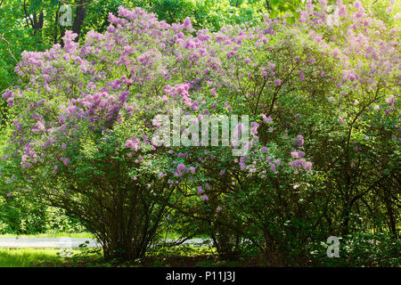 Lilac or common lilac, Syringa vulgaris in blossom. Purple flowers growing on lilac blooming shrub in park. Springtime in the garden. Poland. Stock Photo
