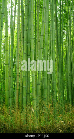 The vertical green bamboo plant forest in Japan zen garden Stock Photo