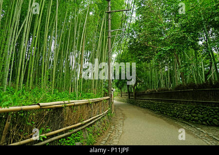 The green bamboo plant forest and footpath in Japan zen garden Stock Photo