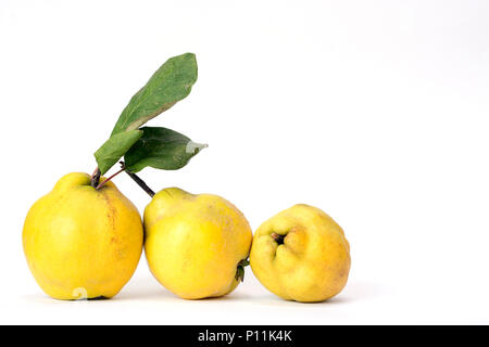 Row of three quinces, an old and traditional kind of fruit, similar to apples and pears Stock Photo