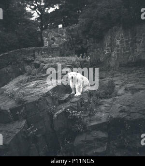1950, historical picture of a polar bear at the Scottish National Zoological Park (Edinburgh Zoo), Edinburgh, Scotland, UK. The land of the Zoo lies on the slopes of Corstorphine Hill and here we see a polar bear sitting alone in it's rocky enclosure. Stock Photo