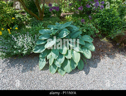 Hosta plants growing at a formal Garden Stock Photo