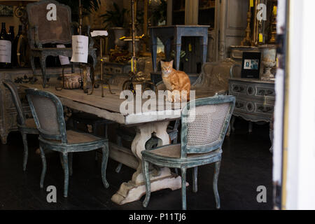 An orange cat keeps watch over an antique shop in the French Quarter of New Orleans, Louisiana. Stock Photo