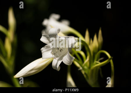 Crinum White Queen lily blooming in a spring garden. Stock Photo