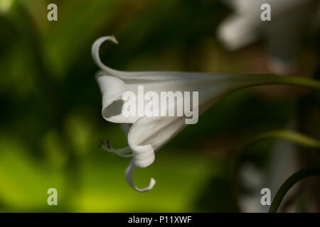 Crinum White Queen lily blooming in a spring garden. Stock Photo