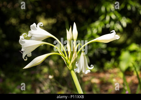 Crinum White Queen lily blooming in a spring garden. Stock Photo