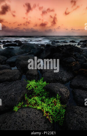 A plant grows in lava rocks under a dramatic sunset looking over the Pacific Ocean. Kauai, Hawaii. Stock Photo