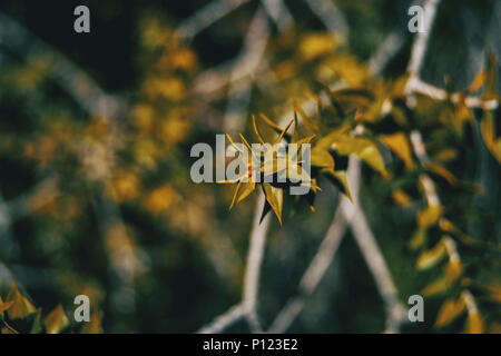 a branch with green leaves of araucaria bidwillii in nature Stock Photo