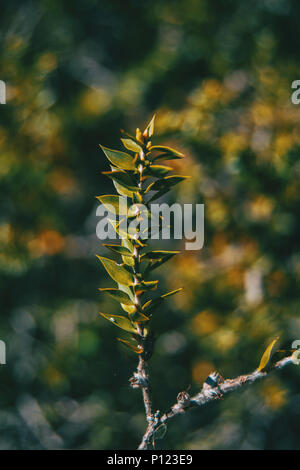 a branch with green leaves of araucaria bidwillii in nature Stock Photo