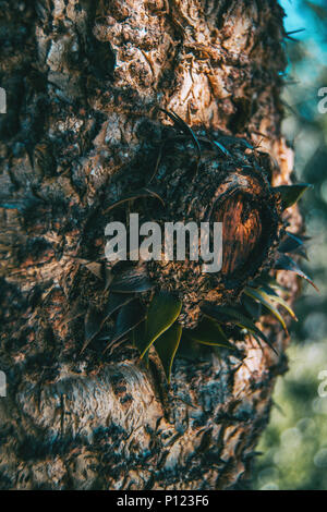 araucaria trunk with some loose leaves in nature Stock Photo