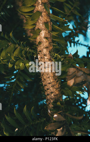 branch of araucaria bidwilli in nature Stock Photo