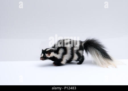 Spotted Skunk on White Background Stock Photo