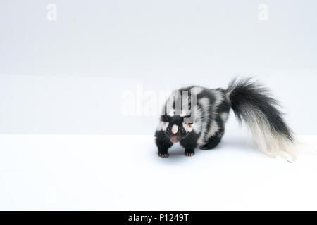 Spotted Skunk on White Background Stock Photo