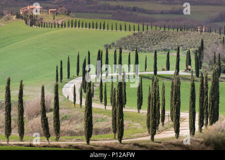 Iconic Tuscany landscape with winding road lined with cypress trees and Agriturismo Baccoleno farmhouse in spring, Asciano, Siena, Italy Stock Photo