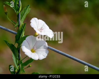 Bindweed. Convolvulus arvensis. Growing up wire fence. Stock Photo