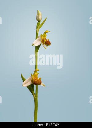 Bee orchids, Ophrys apifera. With anomalous golden colouring. Photographed in situ, in Italy, with background. Stock Photo