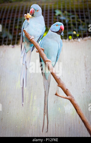 Light Blue Indian Ringneck Parrots Stock Photo