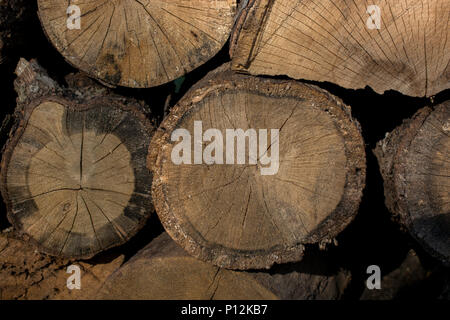 Stack of  tree trunks piled up  wood logs in forest Stock Photo
