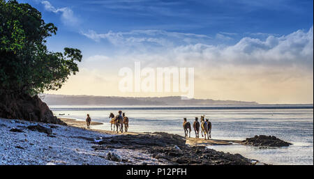 Wild horses running on the beach, Coral Coast, Viti Levu, Fiji Stock Photo