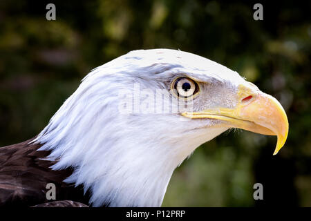Bald Eagle (Haliaeetus leucocephalus), animal portrait, captive, France Stock Photo