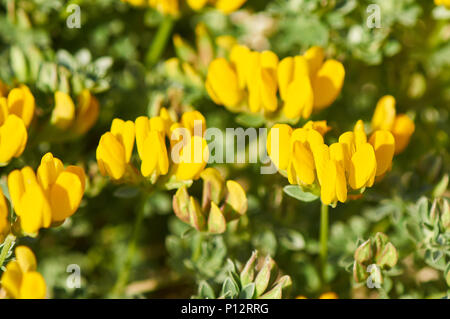 Closeup view of grey bird’s-foot trefoil (Lotus cytisoides) flowers in Ses Salines Natural Park (Formentera, Pityusic Islands, Balearic Islands,Spain) Stock Photo