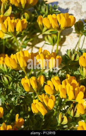 Closeup view of grey bird’s-foot trefoil (Lotus cytisoides) flowers in Ses Salines Natural Park (Formentera, Pityusic Islands, Balearic Islands,Spain) Stock Photo