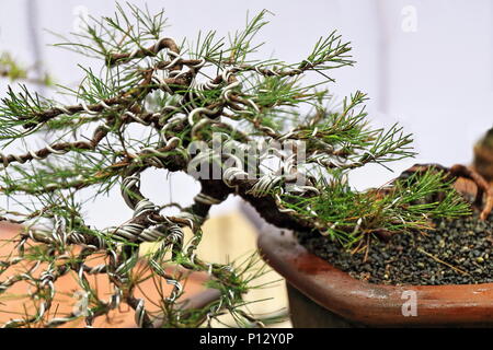 Bonsai or 'tray planting'-Japanese art of cultivating small trees in containers that mimic the shape and scale of full size trees. Agoho-Casuarina equ Stock Photo