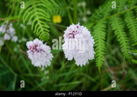 Heath-Spotted Orchids flowering in amongst the bracken Chailey Common Nature Reserve in East Sussex Stock Photo