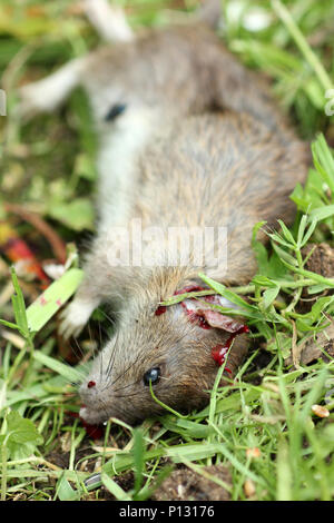 dead rat Stock Photo