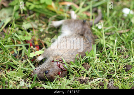 dead rat Stock Photo