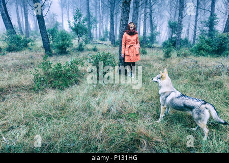 Woman in a pine grove with a Czechoslovakian wolfdog. Tierra Estella County, Navarre, Spain, Europe. Stock Photo