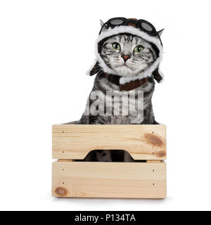 Handsome black tabby British Shorthair cat with green eyes wearing pilot hat and glasses looking at lens isolated on white background sitting in wood Stock Photo