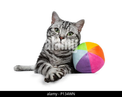 Handsome black tabby British Shorthair cat with green eyes laying down with colorful toy ball from sorft material looking at lens isolated on white Stock Photo