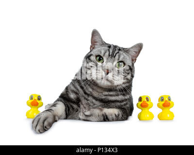 Handsome black tabby British Shorthair cat with green laying down with three yellow rubber bath ducks isolated on white background Stock Photo