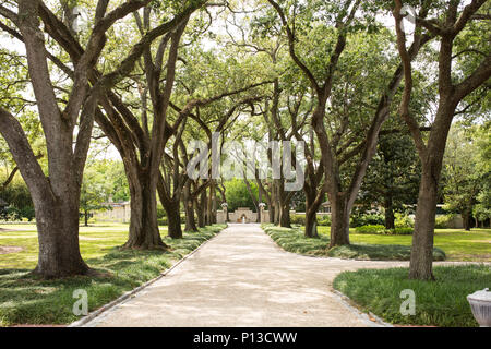 The Oak Allee in front of Longue Vue House in New Orleans, Louisiana, USA. Stock Photo