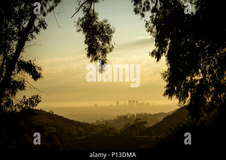 Cityscape of the city of Los Angeles, viewed from the Hollywood Hills.  The landscape is covered with a blanket of haze, and a warm yellow sky.  The vista is framed by silhouettes of trees in the foreground.  Copy space. Stock Photo