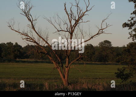 Maagical tree without leaves on the meadow Stock Photo