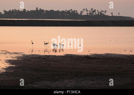 Sri lanka: morning sunrise landscape in Yala National Park with flamingos on lake Stock Photo