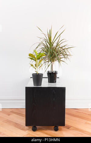 Madagascar dragon tree and Gold Dust Croton plant in black pots, on a side table with wheels. Stock Photo